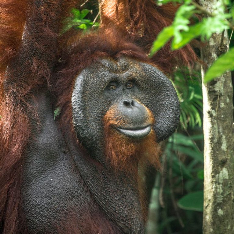 Feed An Orangutan For A Month