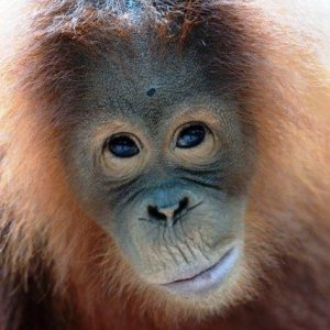 Adopt an Orangutan