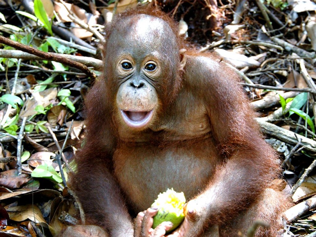 Orangutan Facts - Borneo Orangutan Survival Australia