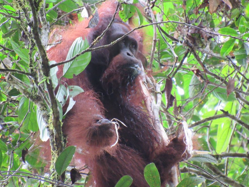 Tiny By Valerie - Borneo Orangutan Survival Australia