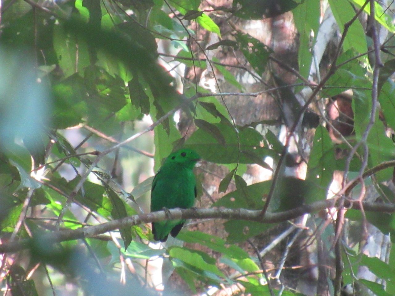 Colourful Birds of the Kehji Sewen - Borneo Orangutan Survival Australia