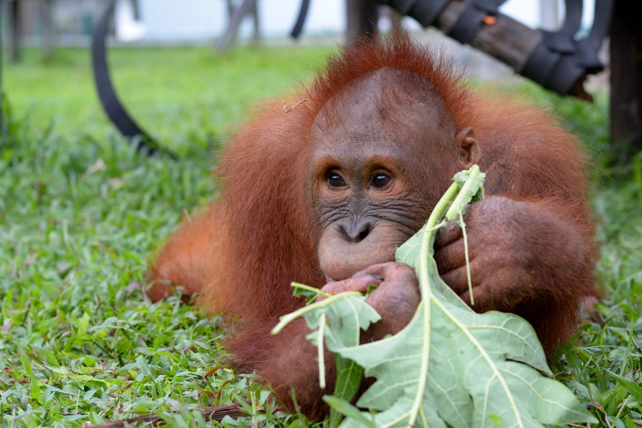 Our Big Boy Beni! - Borneo Orangutan Survival Australia