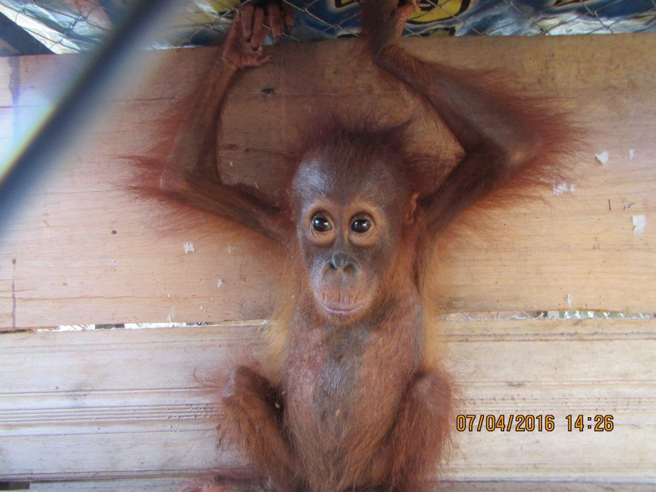 Our Big Boy Beni! - Borneo Orangutan Survival Australia