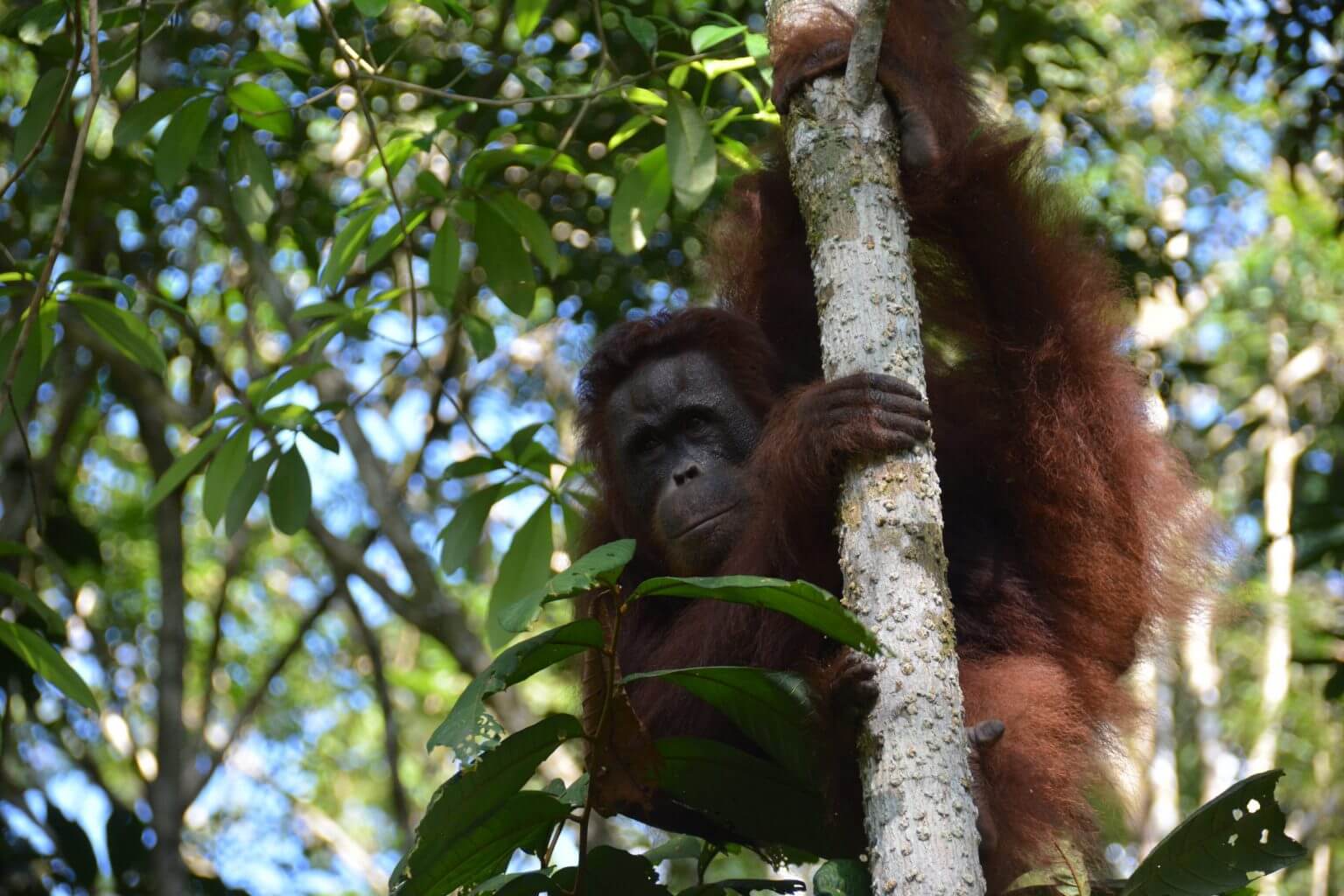 Eating, wrestling, socialising - Borneo Orangutan Survival Australia