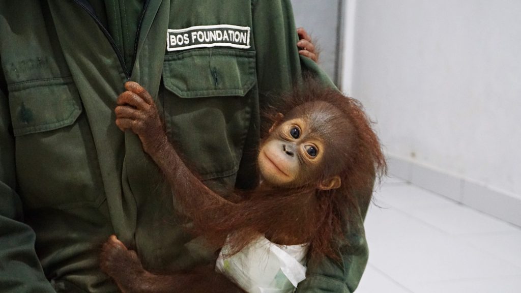 Another baby orangutan rescued 