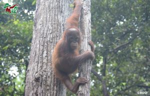 Temon the orangutan showing her climbing skills.