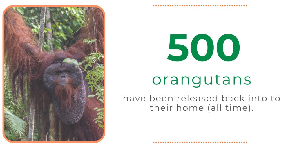 Orangutan Survival - Rescue And Rehabilitation - BOS Australia