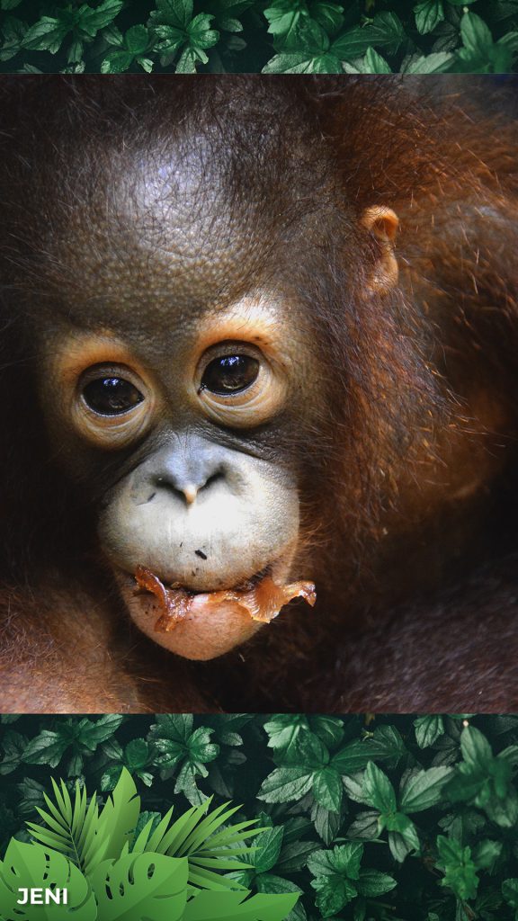 Screensavers - Borneo Orangutan Survival Australia