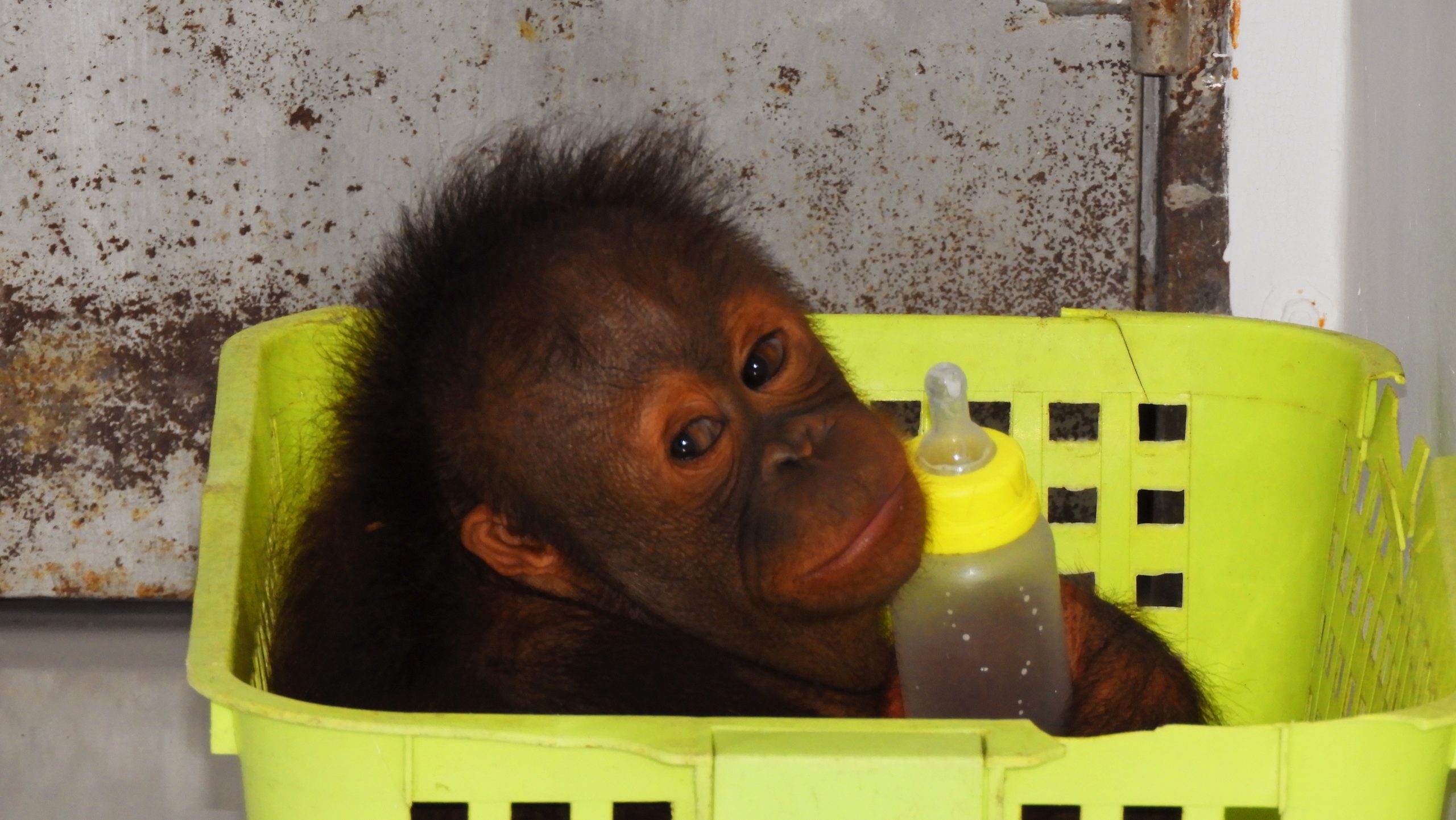Baby Orangutan In Borneo Zip Pouch by Gethinlane 