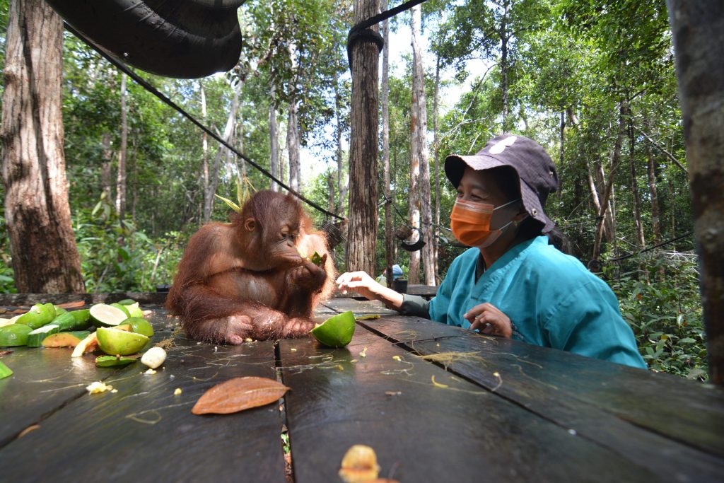 FOREST SCHOOLS - MUCH MORE THAN JUNGLE CLASSROOMS