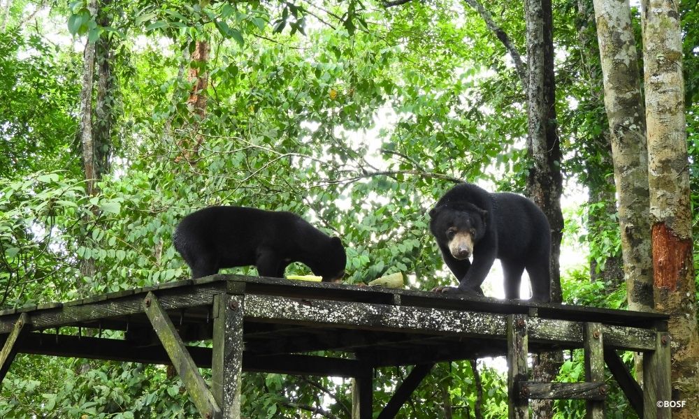 BEAR BUDDIES FOR LIFE