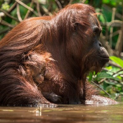 CAN ORANGUTANS SURVIVE IN AQUATIC ENVIRONMENTS?