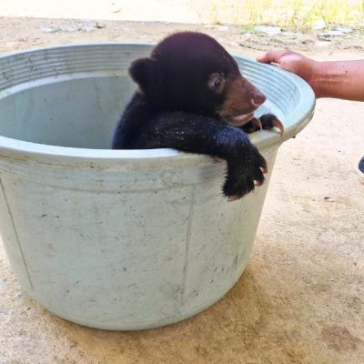 MEET OUR NEWEST SUN BEAR CUB