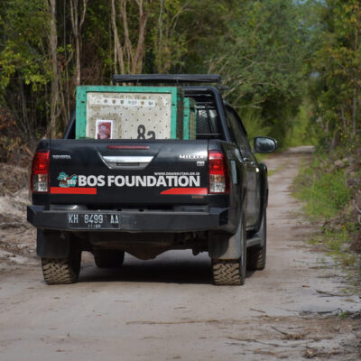 THE JOURNEY OF SIX ORANGUTANS TO FREEDOM