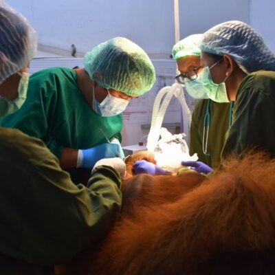 DENTAL CARE FOR ORANGUTANS