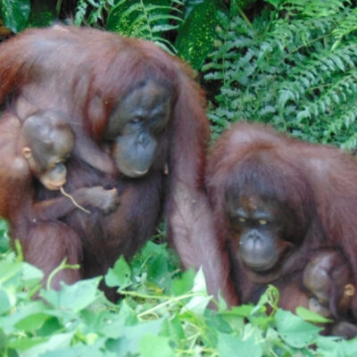 ORANGUTAN PARTY 2