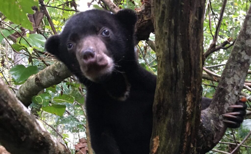 A BABY HOUSE FOR SUN BEARS