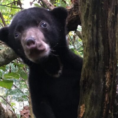 A BABY HOUSE FOR SUN BEARS