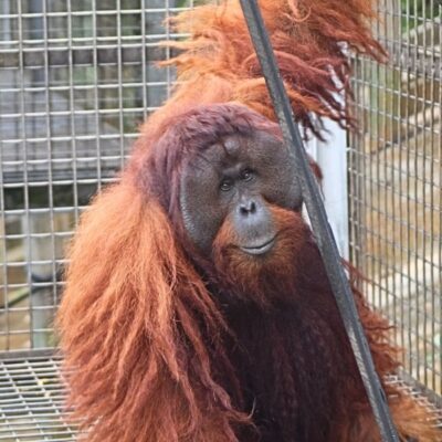 CANDIDATES FOR THE 27th ORANGUTAN RELEASE FROM SAMBOJA LESTARI